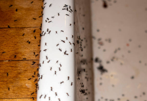 Trusted Fairforest, SC Pest Control Experts