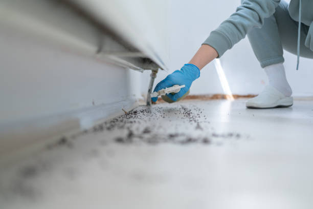 Flea Control Services in Fairforest, SC